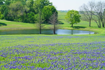 Countryside view of Bluebonnet Trails in North Texas