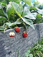 summer berry - strawberry