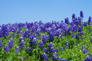 Close up of Bluebonnet wildflowers near the Texas Hill Country during spring time against a clear blue sky background