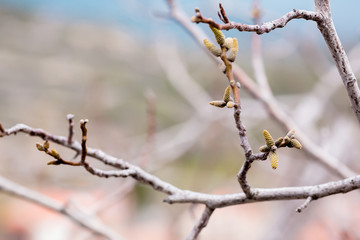 Cherry blossom in Cyprus