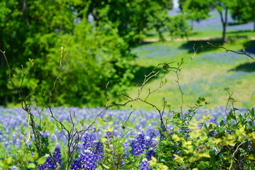 Countryside view of Bluebonnet Trails in North Texas