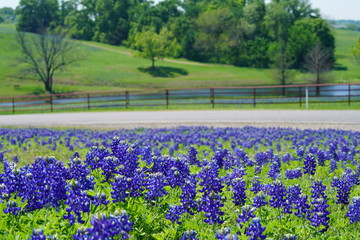 Countryside view of Bluebonnet Trails in North Texas