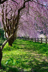 Fototapeta premium 満開のしだれ桜