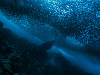 School of fish