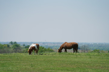 Countryside view with horses in North Texas