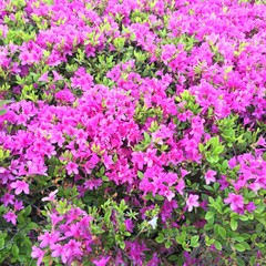 purple color flowers