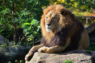 Fototapeta na wymiar Männlicher Löwe im Zoo