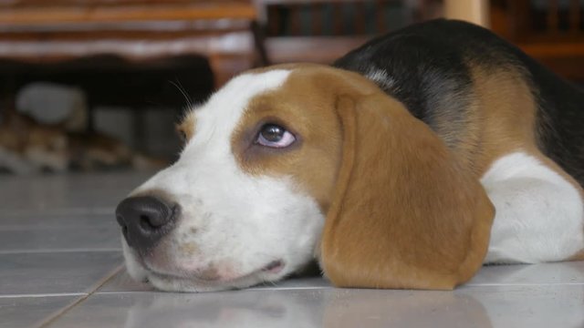Adorable Beagle Lying On Floor In House