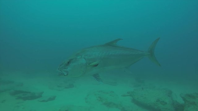 Greater amberjack (Seriola dumerili). Cabo Pulmo National Park, The world's aquarium. Baja California Sur,Mexico.