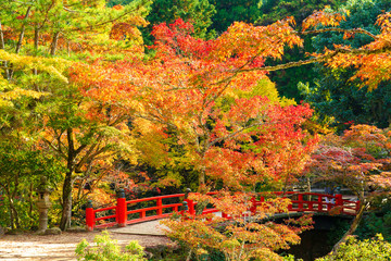 Autumn in Miyajima, Momiji valley park