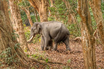 lone elephant 