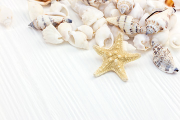 Fototapeta na wymiar assortment of decorative seashells and starfish on white wooden background macro view 
