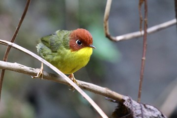 Chestnut -headed Tesia 