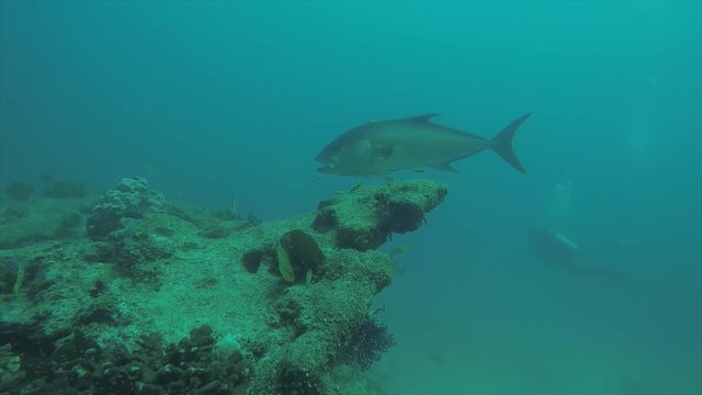 Greater amberjack (Seriola dumerili). Cabo Pulmo National Park, The world's aquarium. Baja California Sur,Mexico.