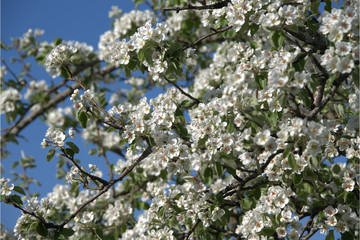 Birnenbaum beim blühen