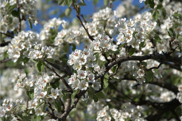 Birnenbaum beim blühen