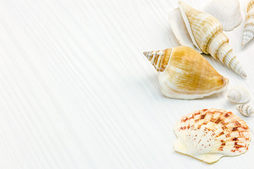 summer background on wooden surface. decorative seashells macro view