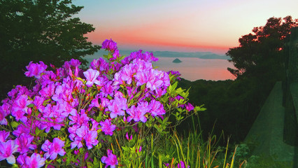 五島列島の綺麗な島々を見渡せる丘に咲くつつじ　