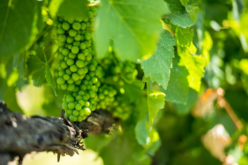 Grapes in a vineyard in the Yarra Valley wine region