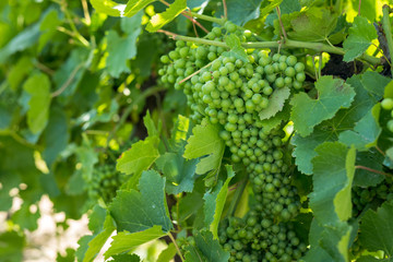 Grapes in a vineyard in the Yarra Valley wine region