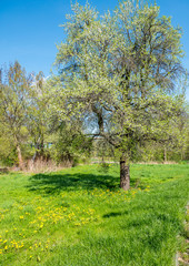 Fototapeta na wymiar Frühlingswiese mit blühenden Baum