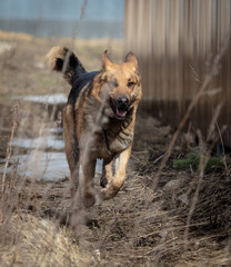 Dog runs on nature in the spring