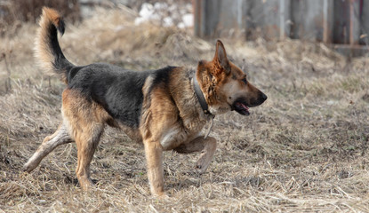 Dog runs on nature in the spring