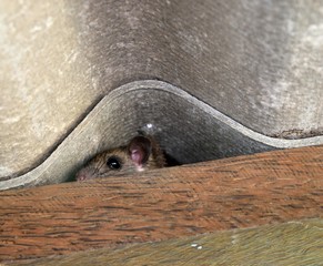 The rat hid in the space between the wooden beam and the roof tiles, Hiding of mice, Rodent that is carriers of the disease
