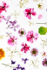 Fototapeta na wymiar colorful dry flowers