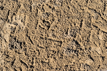 Hole of soldier crab and sand balls on beach, Texture for add text or graphic design
