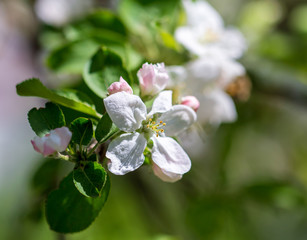 Flowers on a branch of an apple tree in spring
