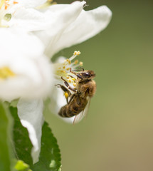 Bee on a flower of a tree in the spring