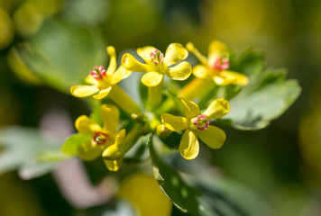 Little yellow flowers on the plant