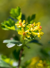 Little yellow flowers on the plant