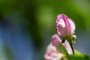 Flowers on a branch of an apple tree in spring