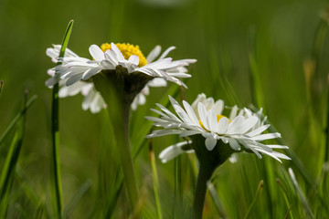 Gänseblümchen / schönes Gänseblümchen auf einer Wiese