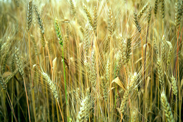 field with ears of ripe wheat