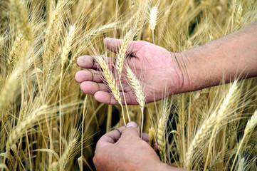 man on the field holding ripe wheat ears