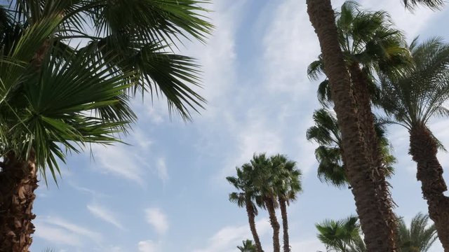 Palm trees against the blue sky with floating clouds. Timelapse.