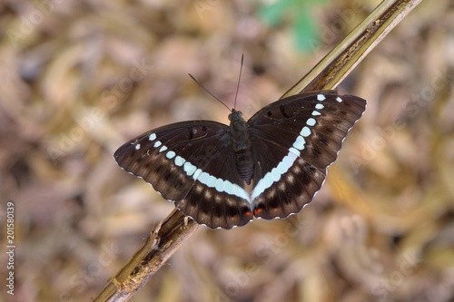 White V Shaped Pattern On Dark Brown Butterfly S Wings Red
