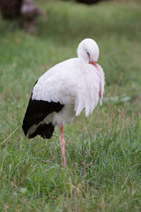 sleeping stork © Anatol