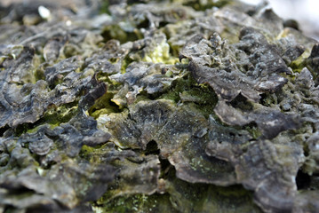 Close-up dry rotten mushrooms with fluted wavy brown, gray, green head texture on old tree stump bark, wavy background texture top view