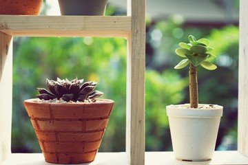 Small succulent pot plants decorative on wood window with morning warm light