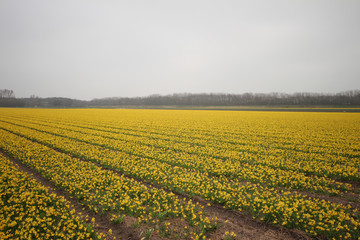 Daffodils in a field in the area of Lisse close to the Keukenhof, famous about the colorful fields during spring in the Netherlands