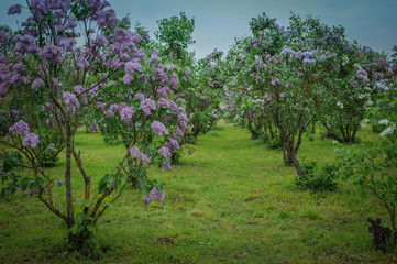 Fototapeta na wymiar Lilac alley in a garden. Lilac Garden with blossom lilac - a favorite place of rest of people. Lilac Delight in Dobele, Latvia.