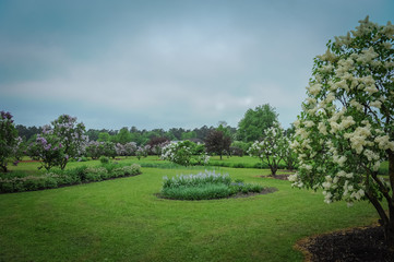 Lilac Delight in Dobele, Latvia. Lilac Garden with blossom lilac - a favorite place of rest of people.