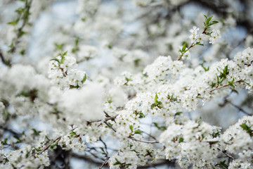 Blossom tree over nature bokeh background. Spring flowers. Spring Background