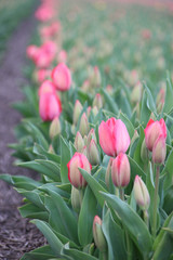 First tulips in the spring in  a field in the area of Lisse close to the Keukenhof, famous about the colorful fields during spring in the Netherlands