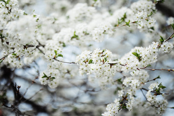 Cherry blossom flowers tree closeup in spring season