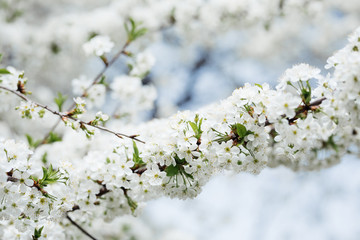 Beautiful blooming cherry tree with white flowers in spring season